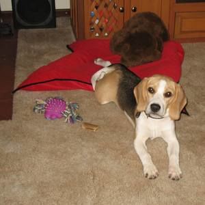 Meet your Posher, Nana